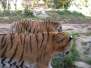  Deur tigres (zoo de la citadelle)